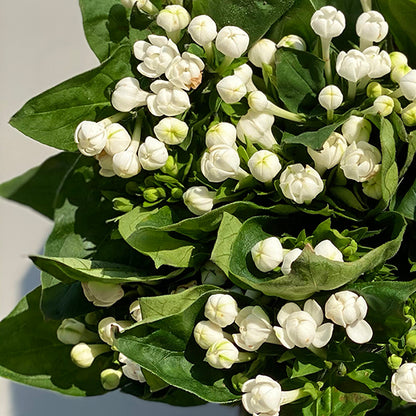 Bunch of 10 Bouvardia White
