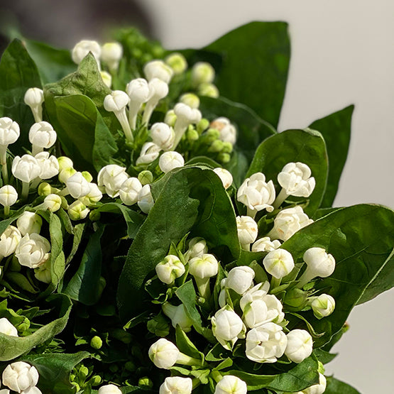 Bunch of 10 Bouvardia White
