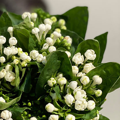 Bunch of 10 Bouvardia White
