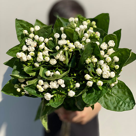 Bunch of 10 Bouvardia White