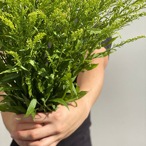 حفنة من 25 Solidago