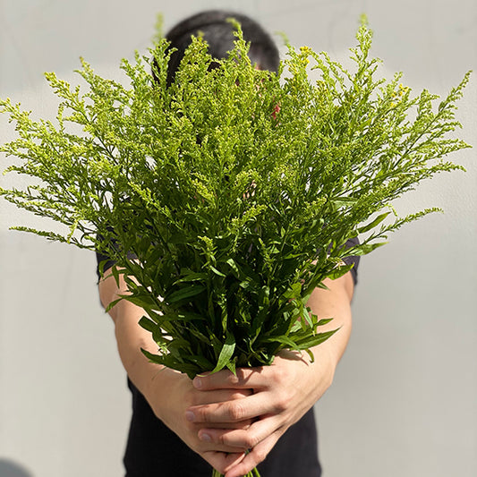 Bunch of 10 Solidago