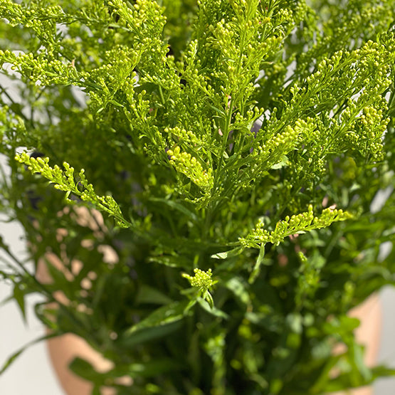 حفنة من 25 Solidago