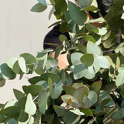 Bunch of Eucalyptus