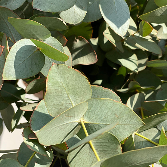 Bunch of Eucalyptus