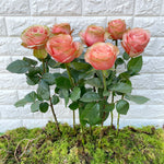 Bunch of 8 Kahala Roses