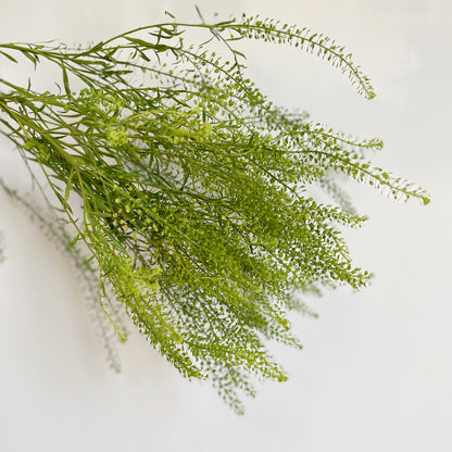 Bunch of 10 Lepidium