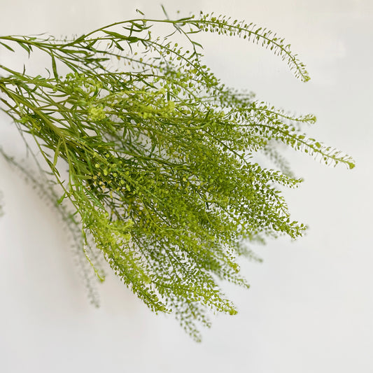 Bunch of 10 Lepidium