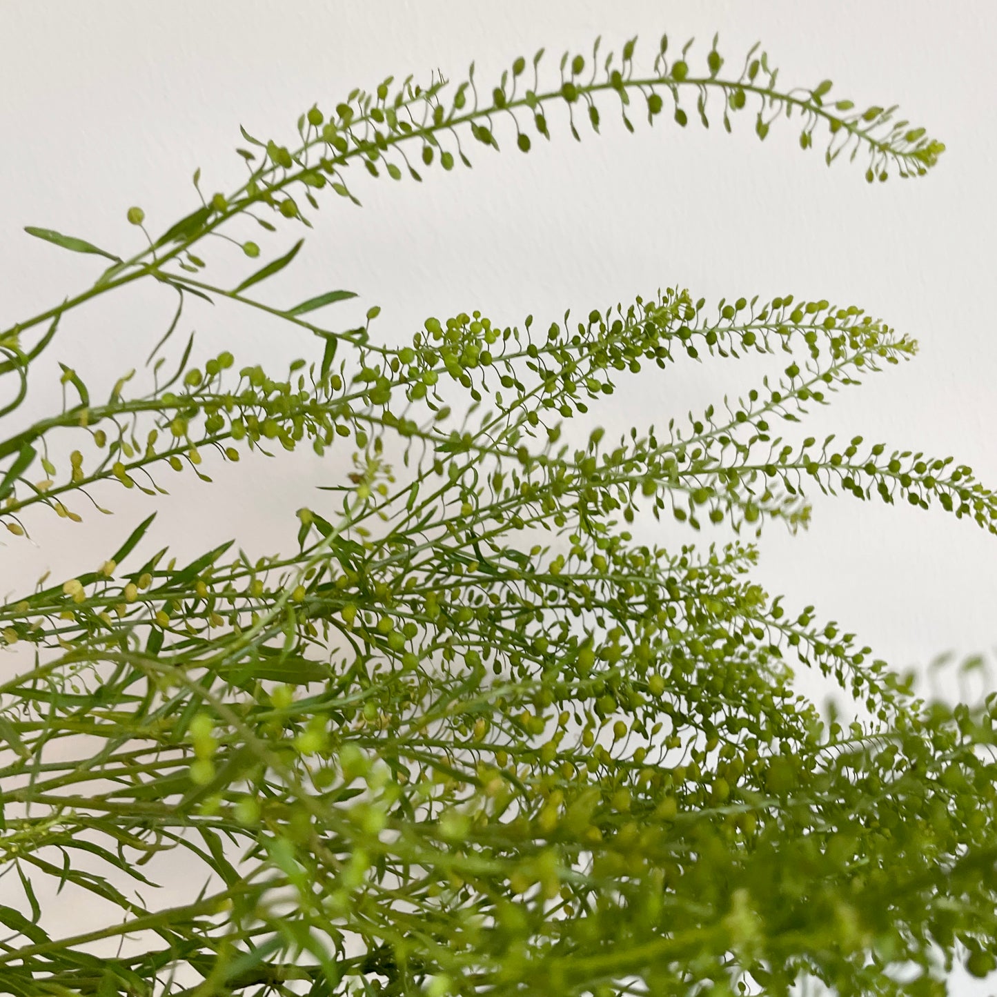 Bunch of 10 Lepidium
