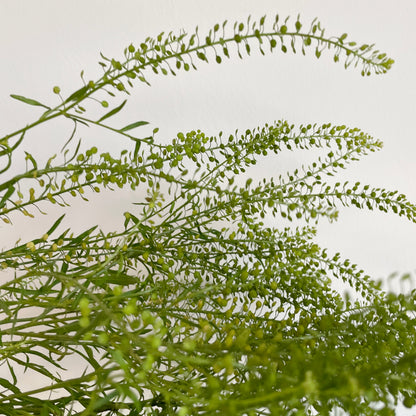 Bunch of 10 Lepidium
