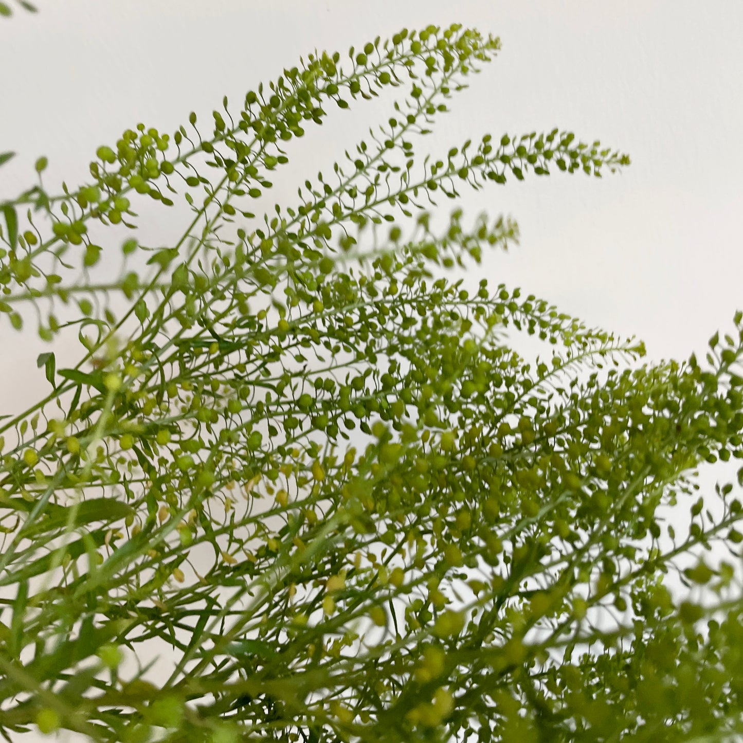 Bunch of 10 Lepidium