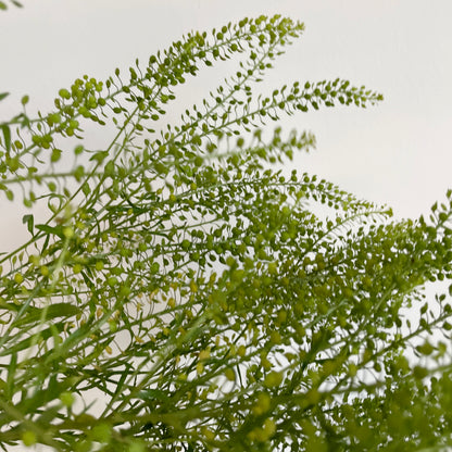 Bunch of 10 Lepidium