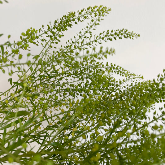 Bunch of 10 Lepidium