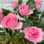 Bunch of 10 Mayras Pink Roses