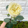 Bunch of 10 Mayras White Roses