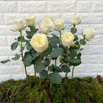 Bunch of 10 Mayras White Roses