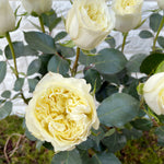 Bunch of 10 Mayras White Roses