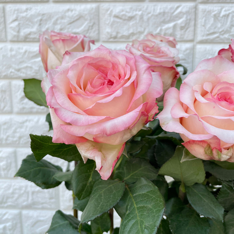 Bunch of 10 Joyce Roses