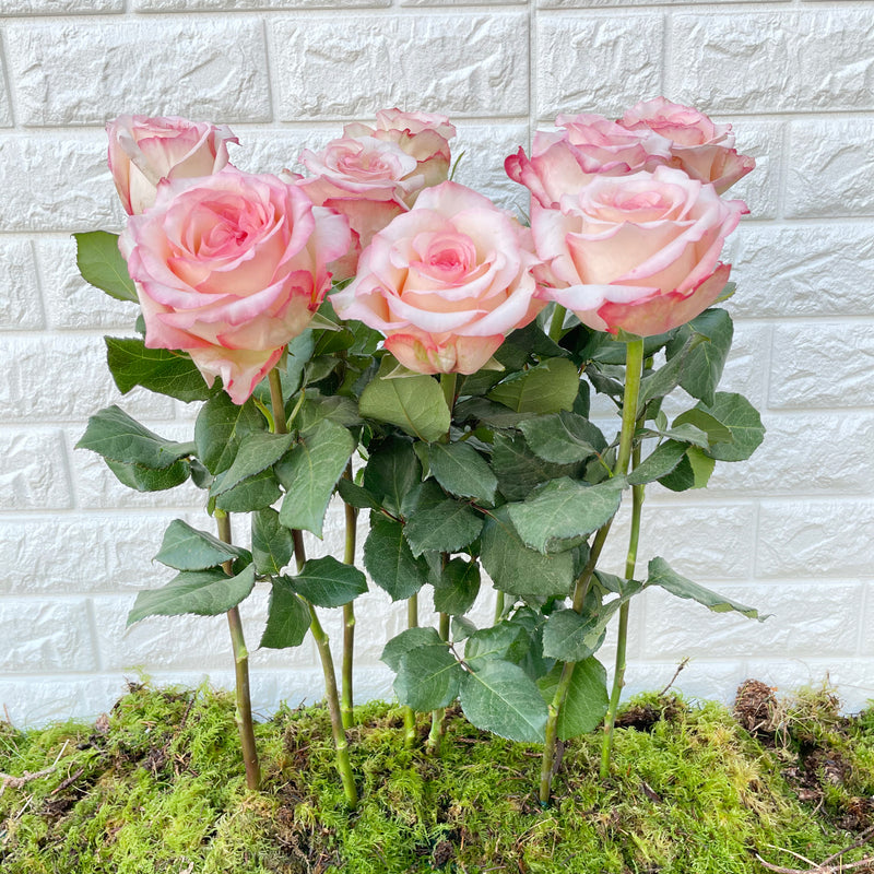 Bunch of 10 Joyce Roses