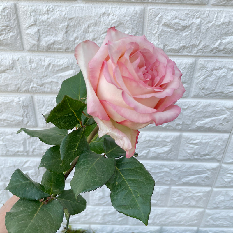 Bunch of 10 Joyce Roses