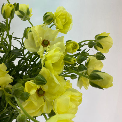 باقة من 10 ليمون