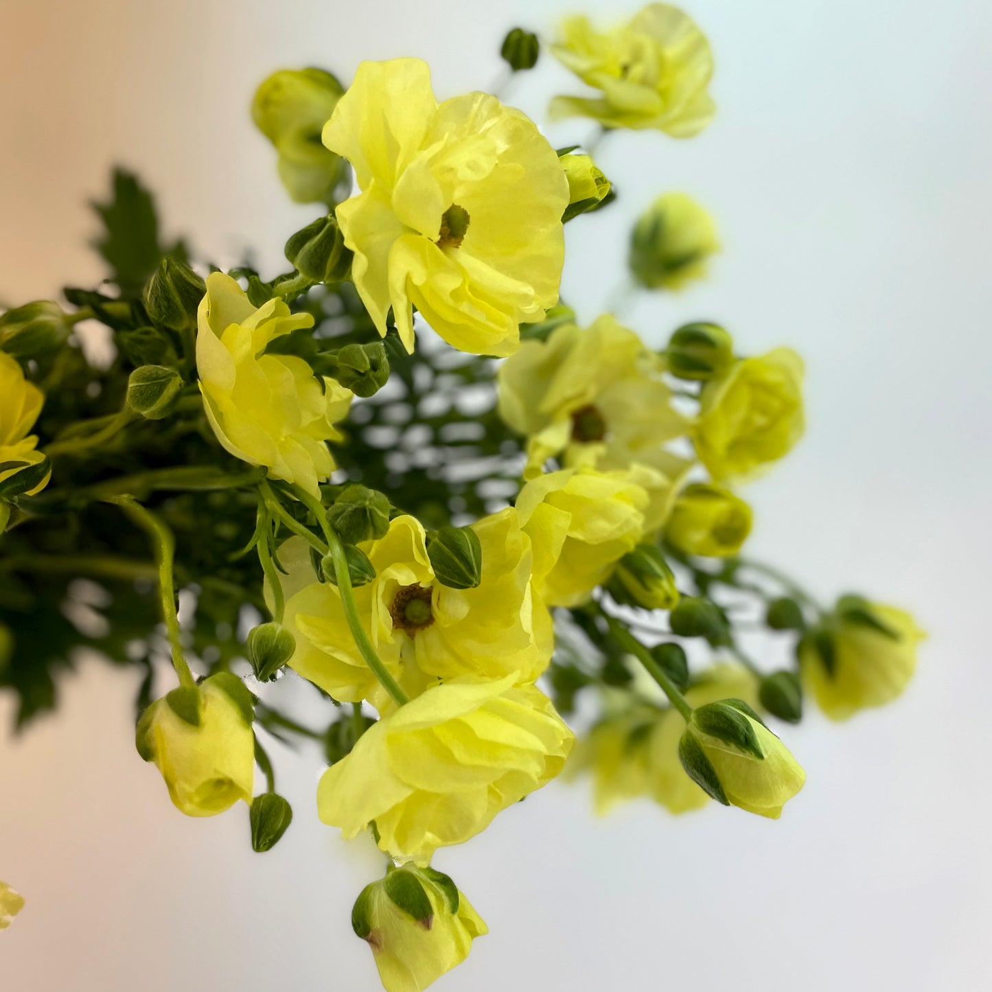 باقة من 10 ليمون