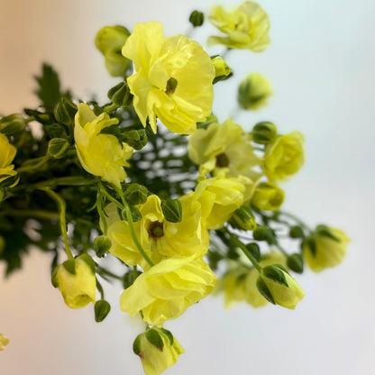 باقة من 10 ليمون