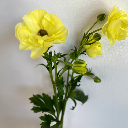 باقة من 10 ليمون