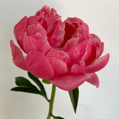 باقة من 10 ليمون