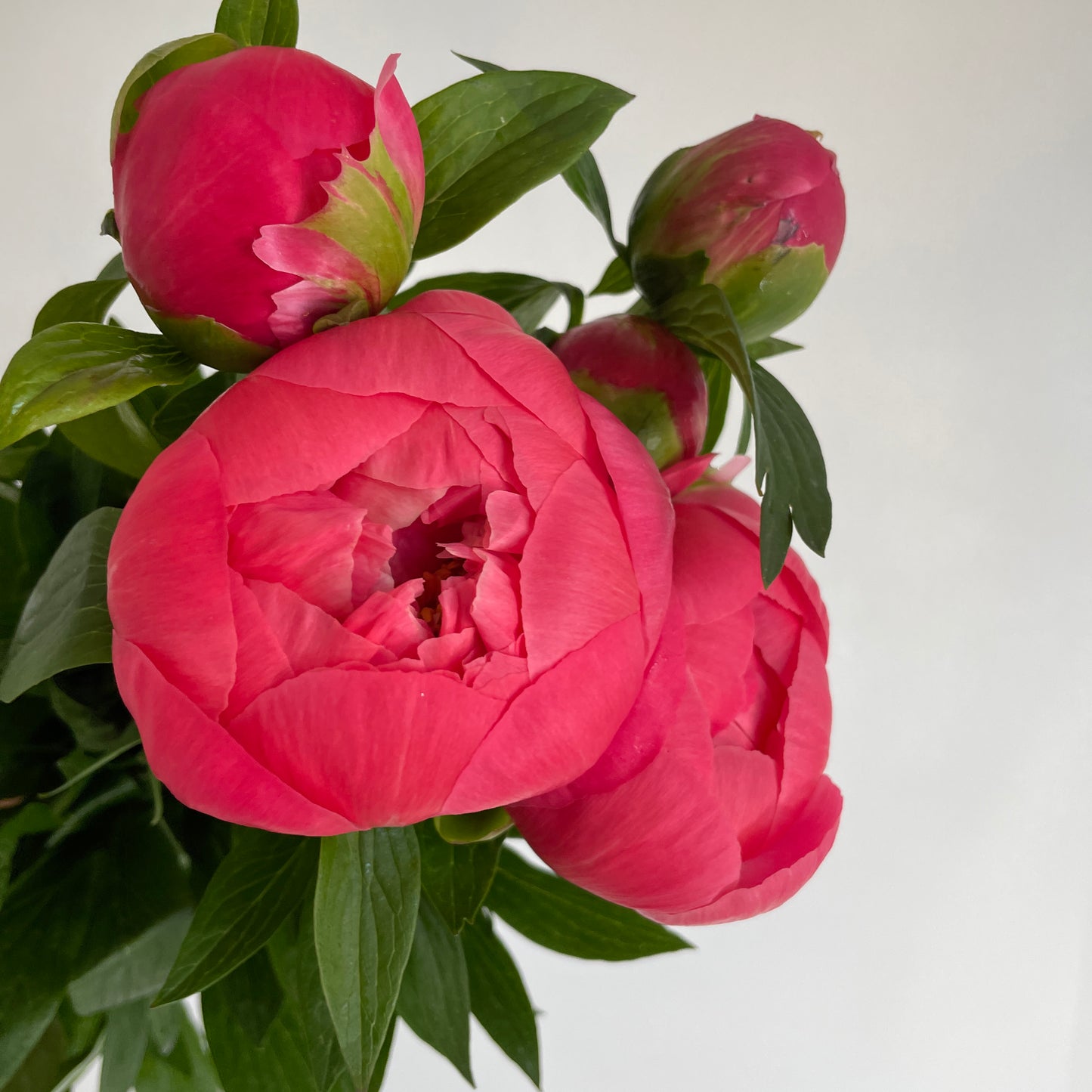 باقة من 10 ليمون