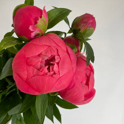 باقة من 10 ليمون