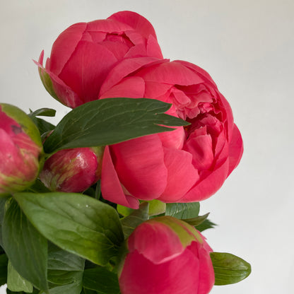 باقة من 10 ليمون