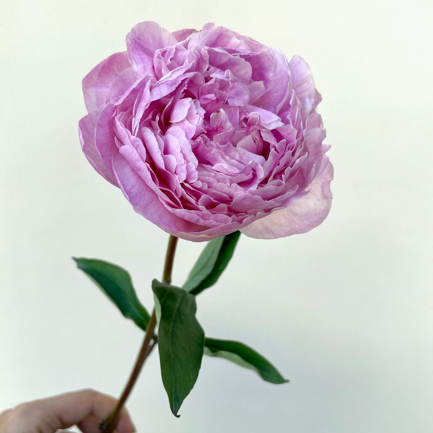 حفنة من 10 زهور الفاونيا