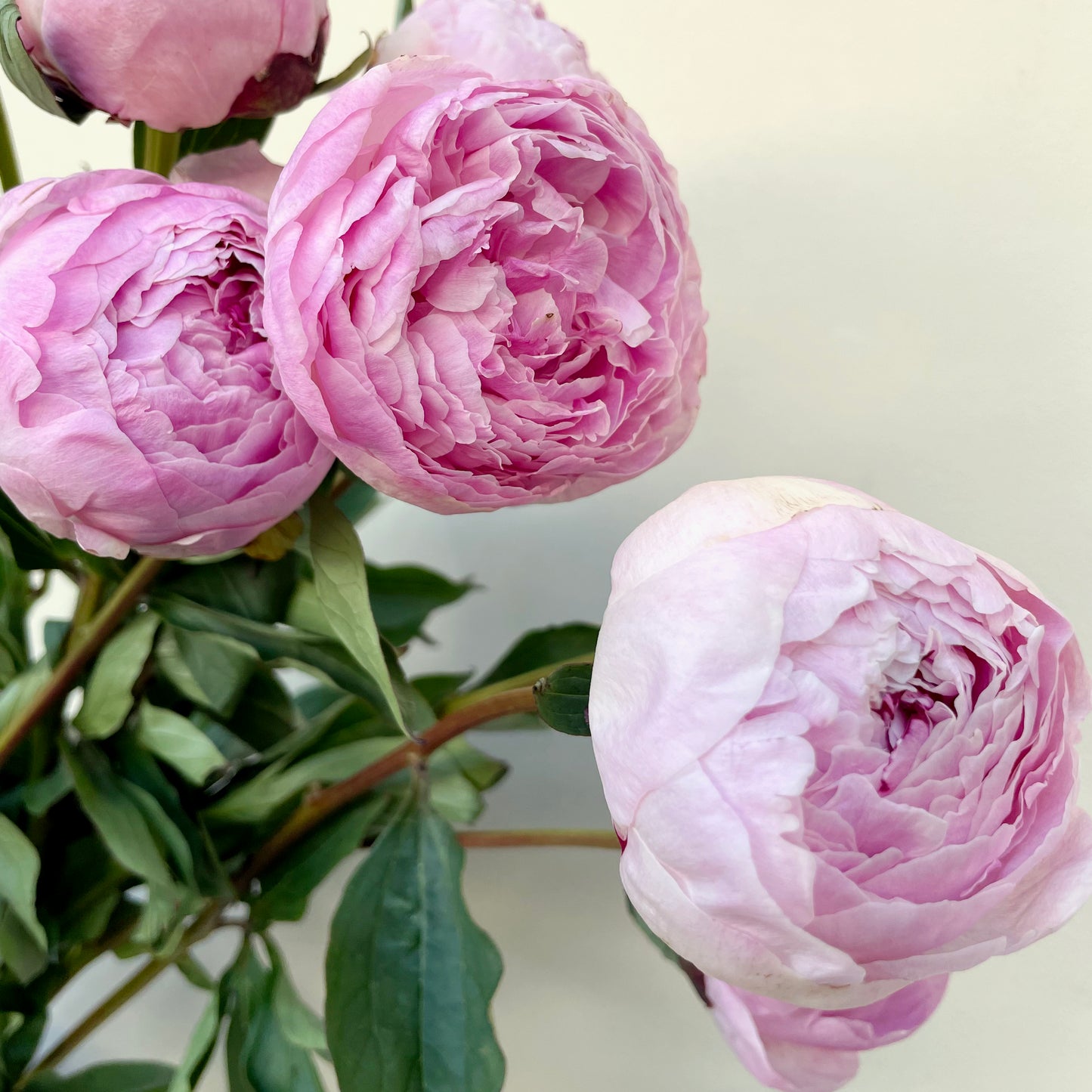 حفنة من 10 زهور الفاونيا