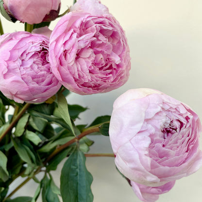 حفنة من 10 زهور الفاونيا