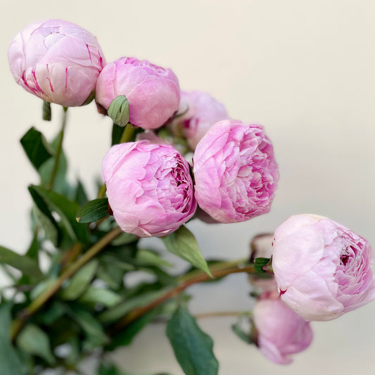 حفنة من 10 زهور الفاونيا