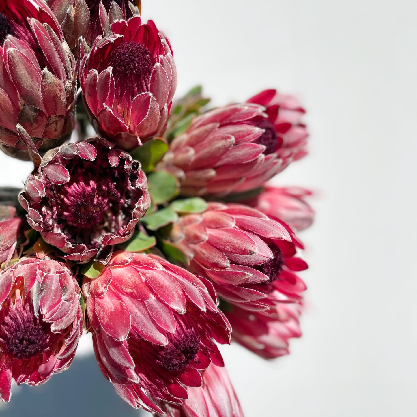 Bunch of 5 Protea Red