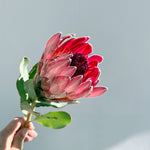 Bunch of 5 Protea Red