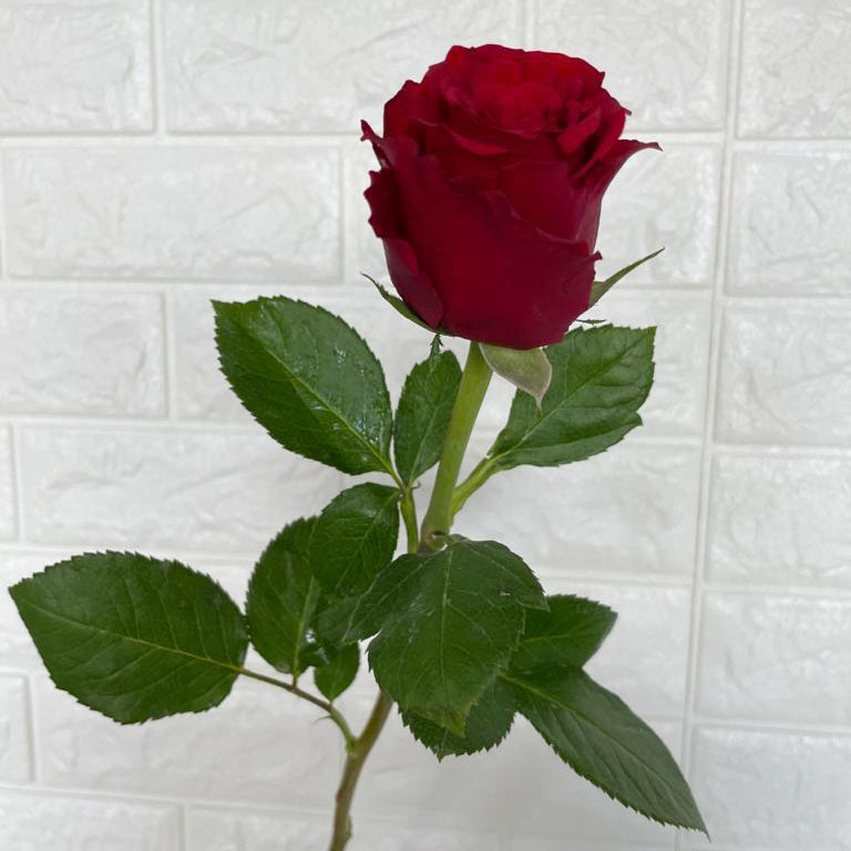 Bunch of 20 Upperclass Roses