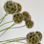 Bunch of 10 Scabiosa Pods