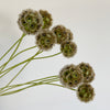Bunch of 10 Scabiosa Pods