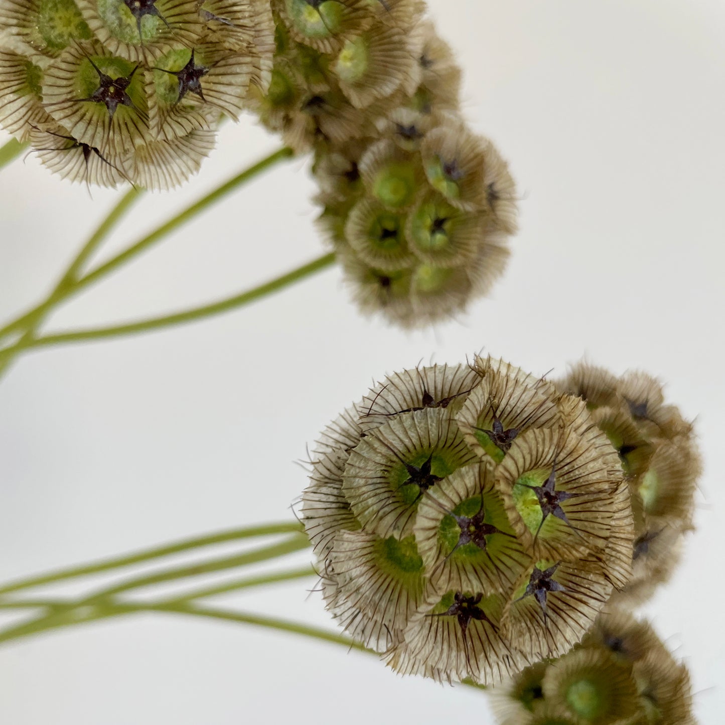 Bunch of 10 Scabiosa Pods