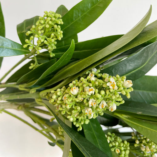 Bunch of 4 Skimmia Green