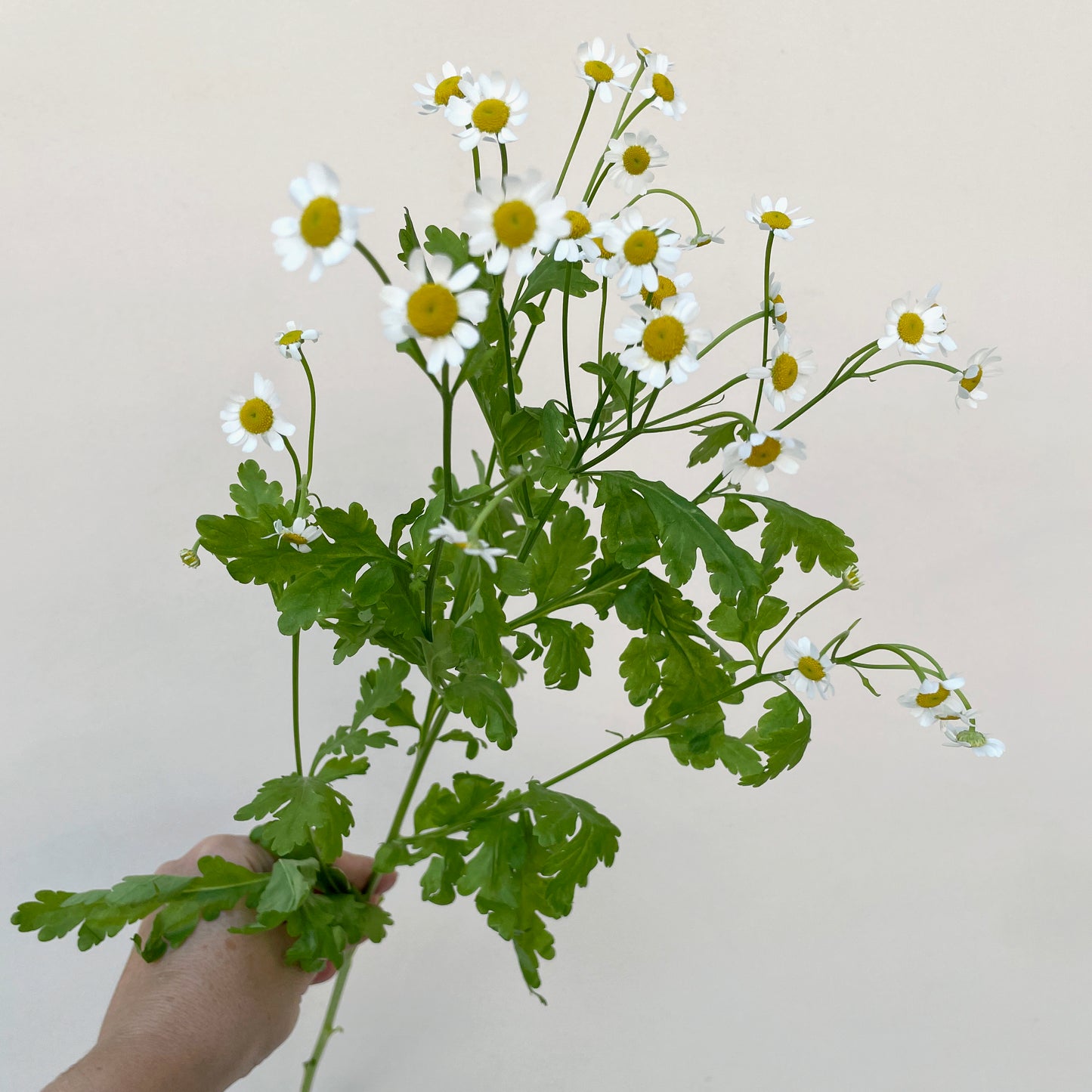 Bunch of 10 Tanacetum