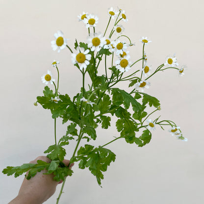 Bunch of 10 Tanacetum