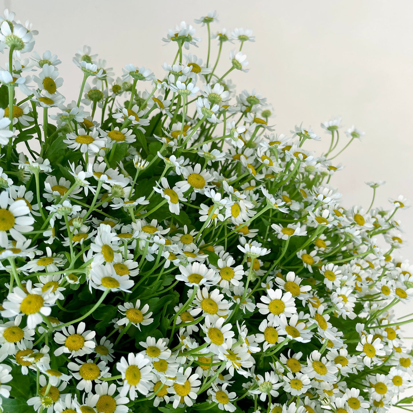 Bunch of 10 Tanacetum
