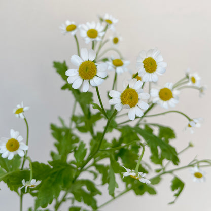 Bunch of 10 Tanacetum
