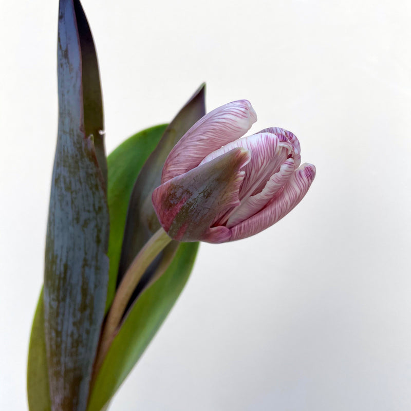 Bunch of 10 Tulips Brownie