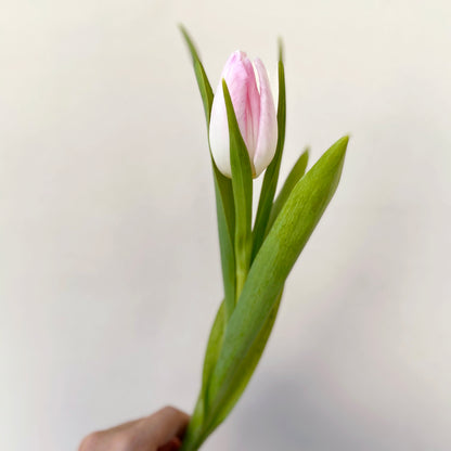 Bunch of 10 Light Pink Tulips