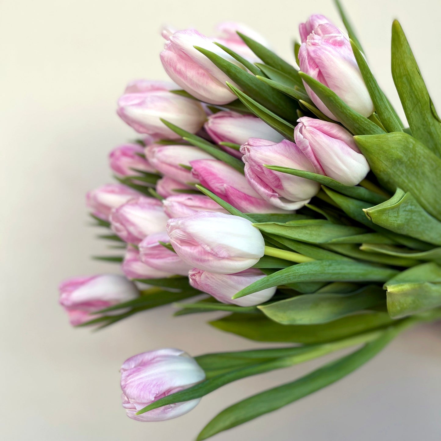 Bunch of 10 Light Pink Tulips